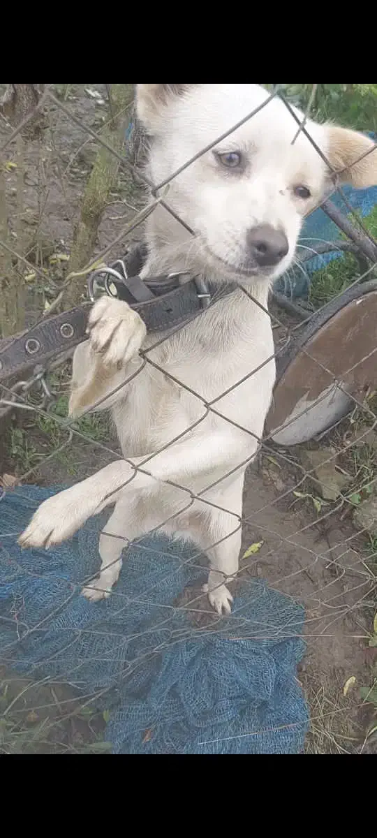 سگ پامر اشپبتز|سگ|رودسر, |دیوار