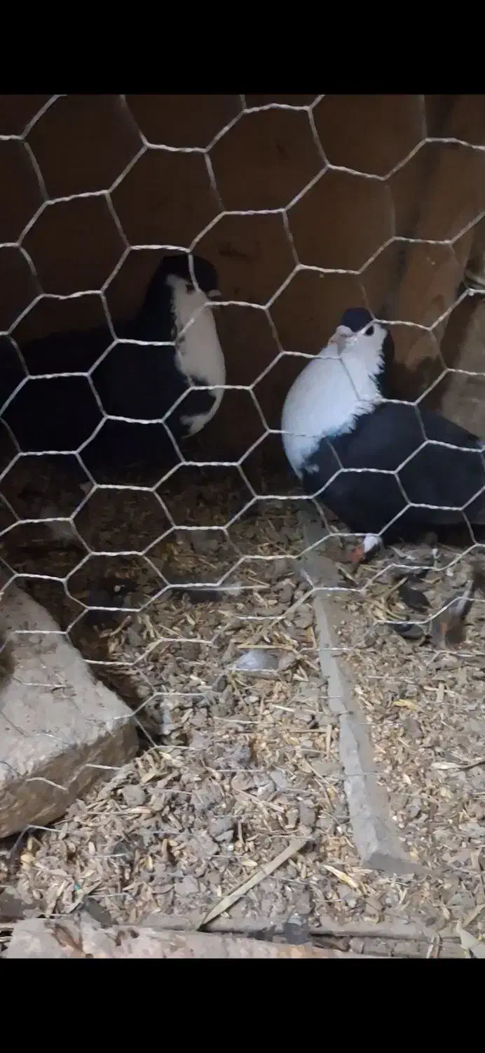 کفتر رنگی|پرنده|سرخنکلاته, |دیوار