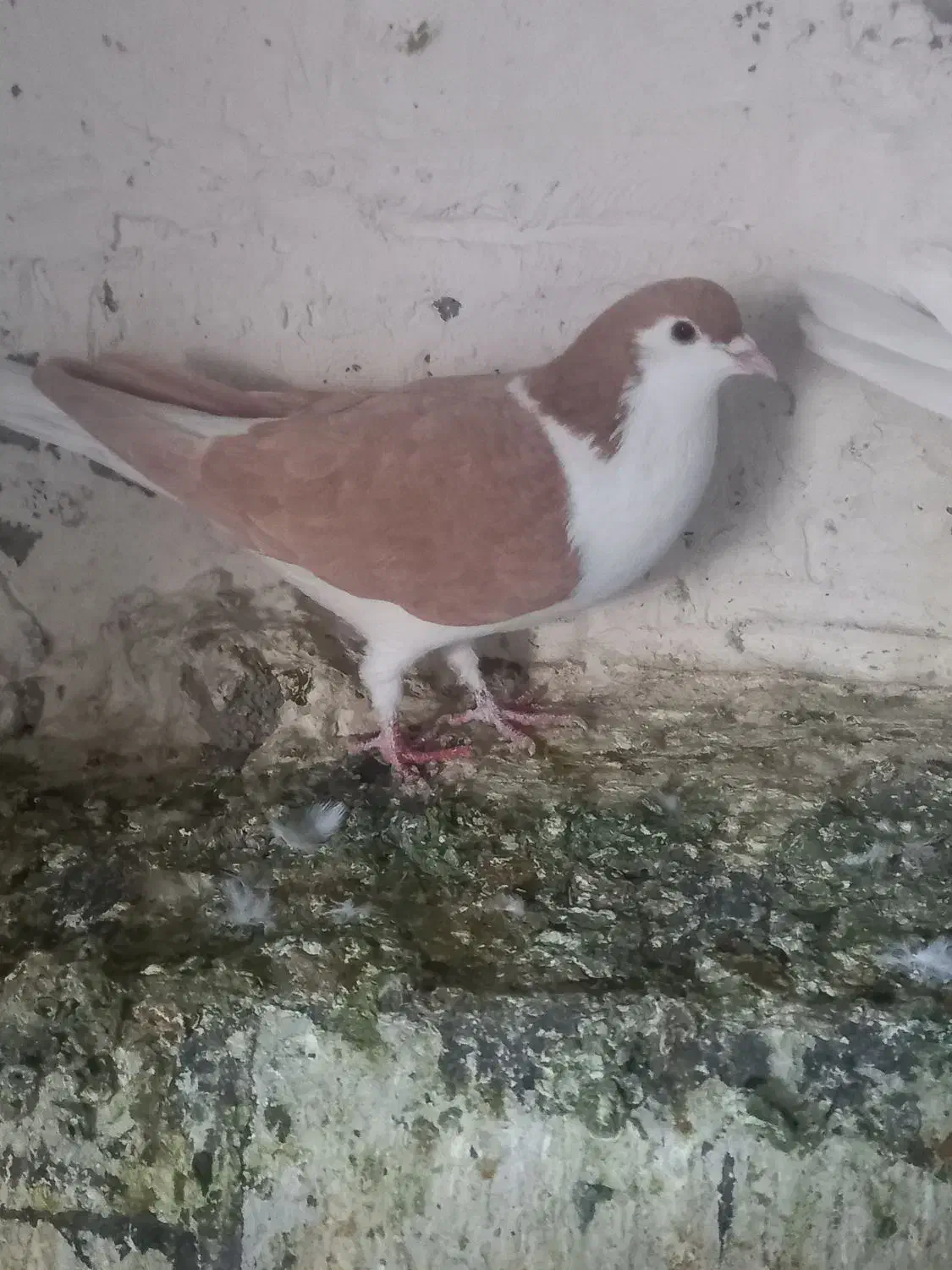 کبوتر|پرنده|زاهدان, |دیوار