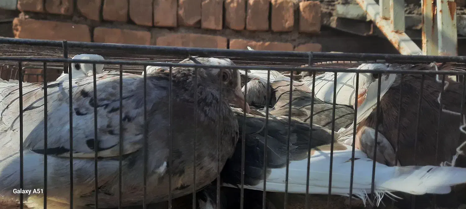 کبوتر زیبا|پرنده|کاشان, قطب راوندی|دیوار