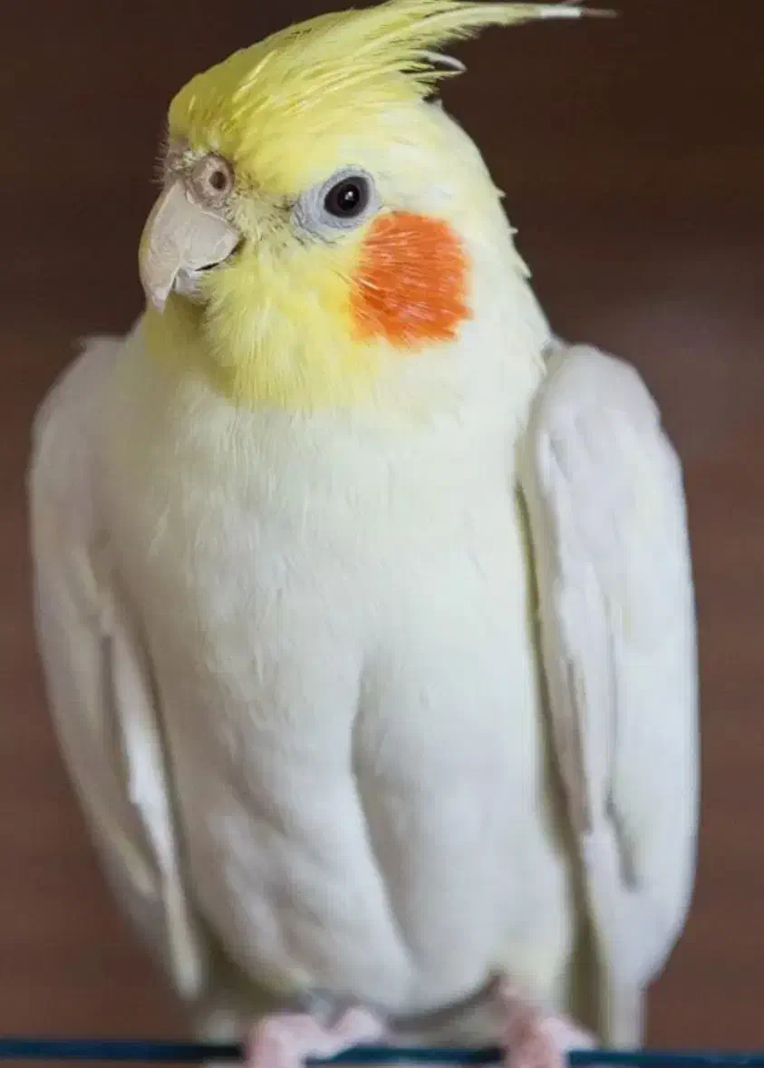 عروسی هلندی|پرنده|شاهین‌شهر, حاجی آباد|دیوار