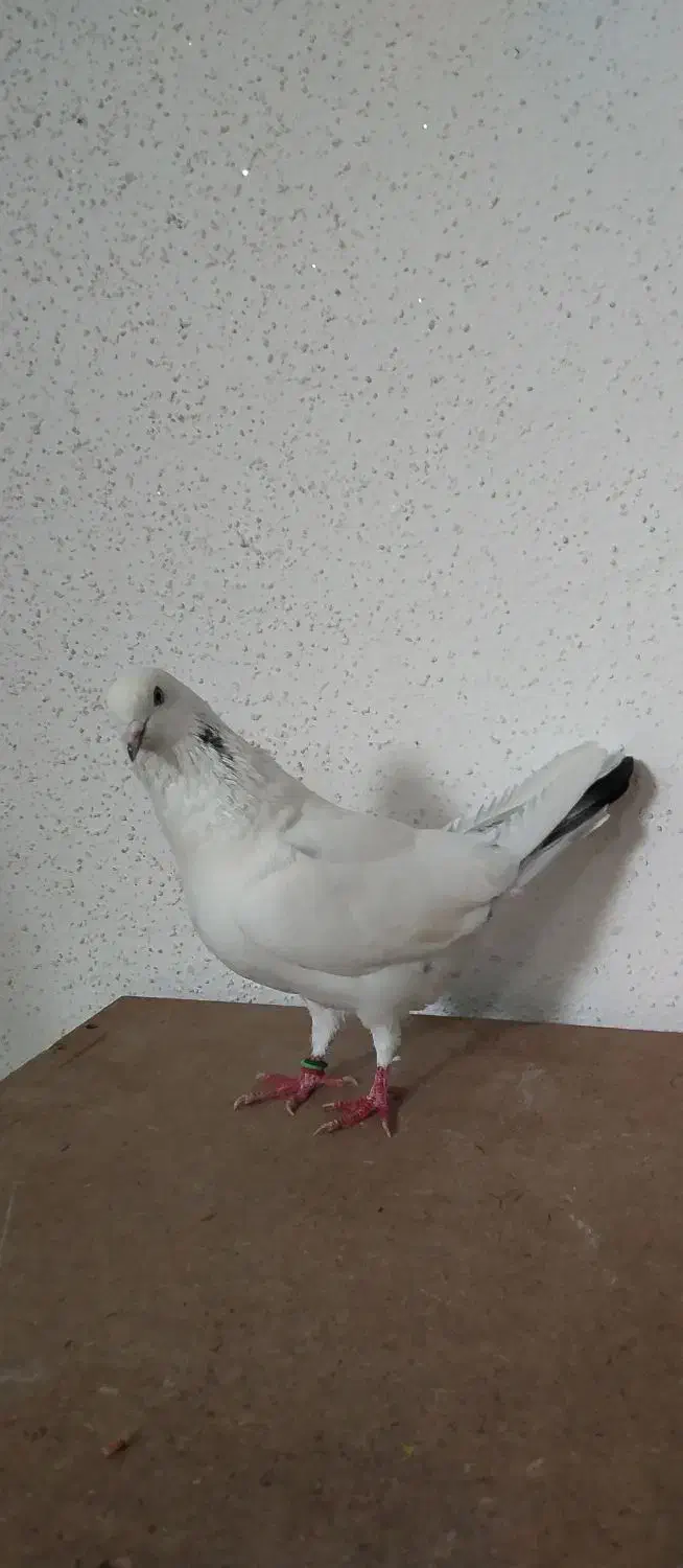 کفتر گرو نر پرشی|پرنده|گرگان, |دیوار