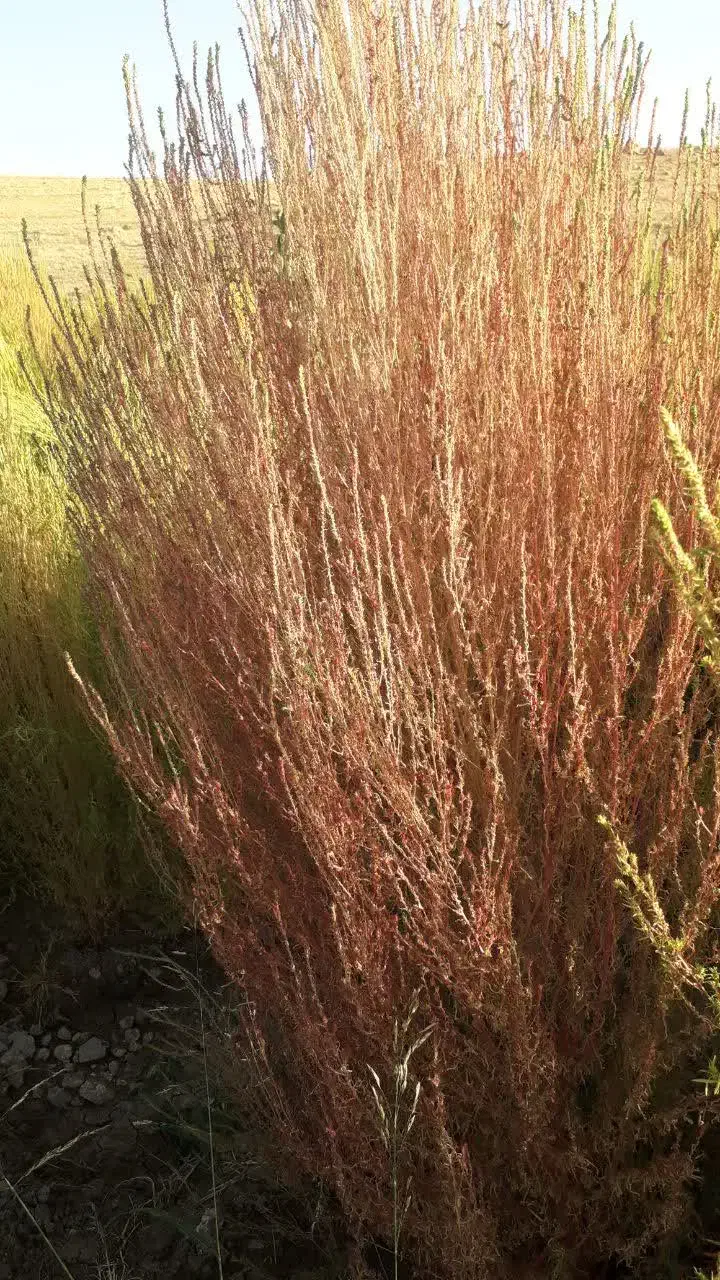 جارو شهرداری ،محلی|لوازم نظافت|اندیمشک, |دیوار