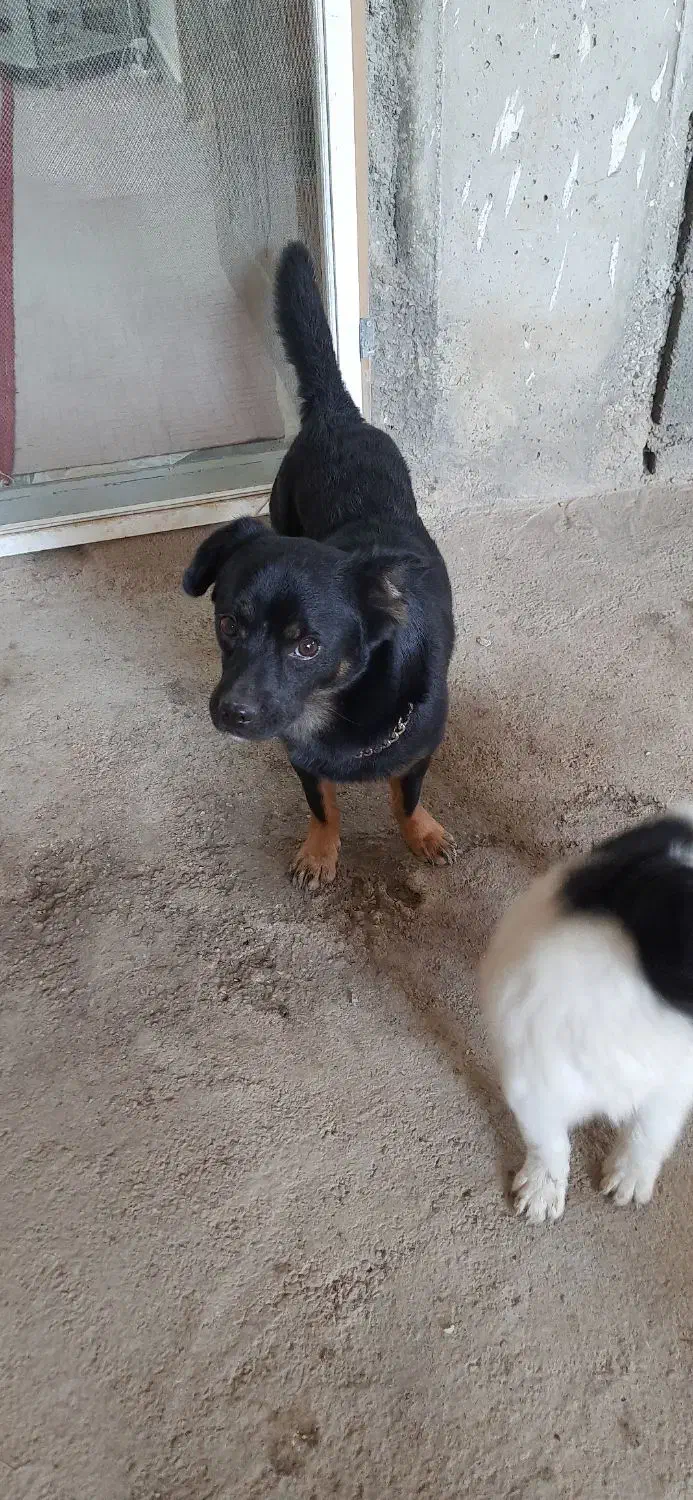 سگ‌گم شده|حیوانات|دورود, |دیوار