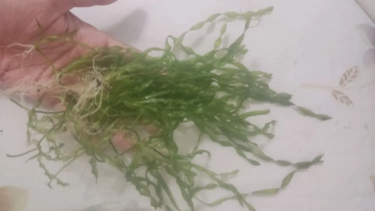 گیاه گندمی آکواریوم|ماهی|تهران, قصر فیروزه ۲|دیوار