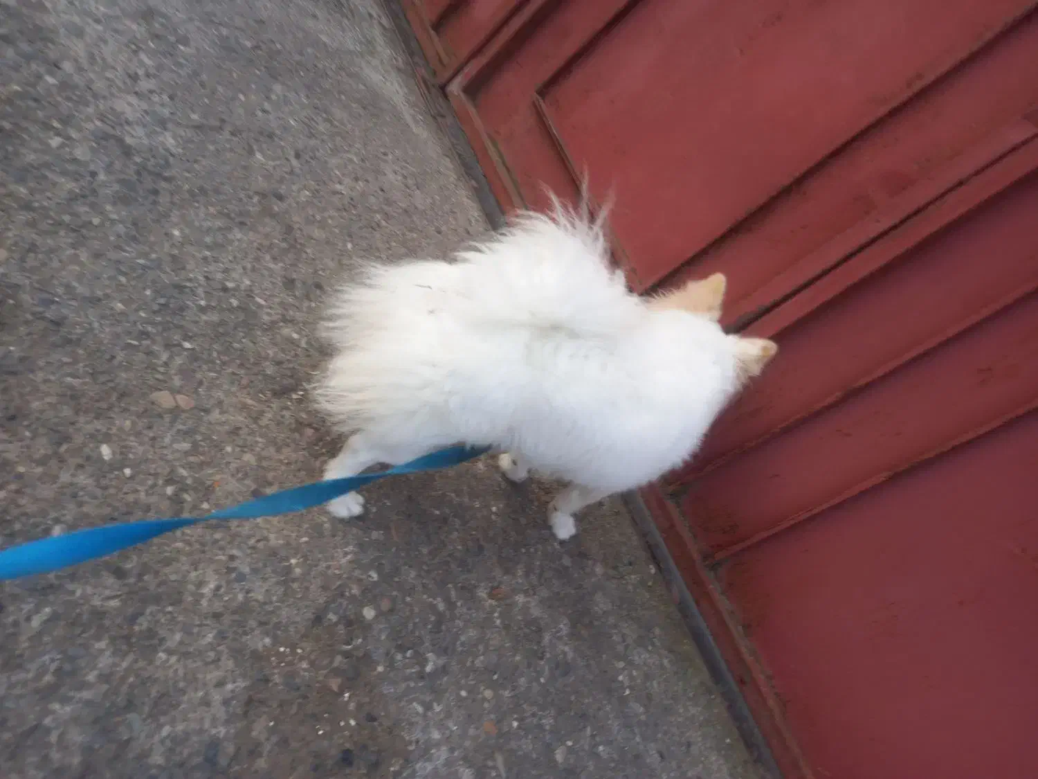 سگ پاکوتاه پامرانین|سگ|آستانه اشرفیه, |دیوار