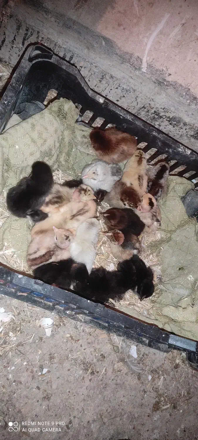 مرغ کرک با جوجه نژادی|حیوانات مزرعه|بهبهان, |دیوار