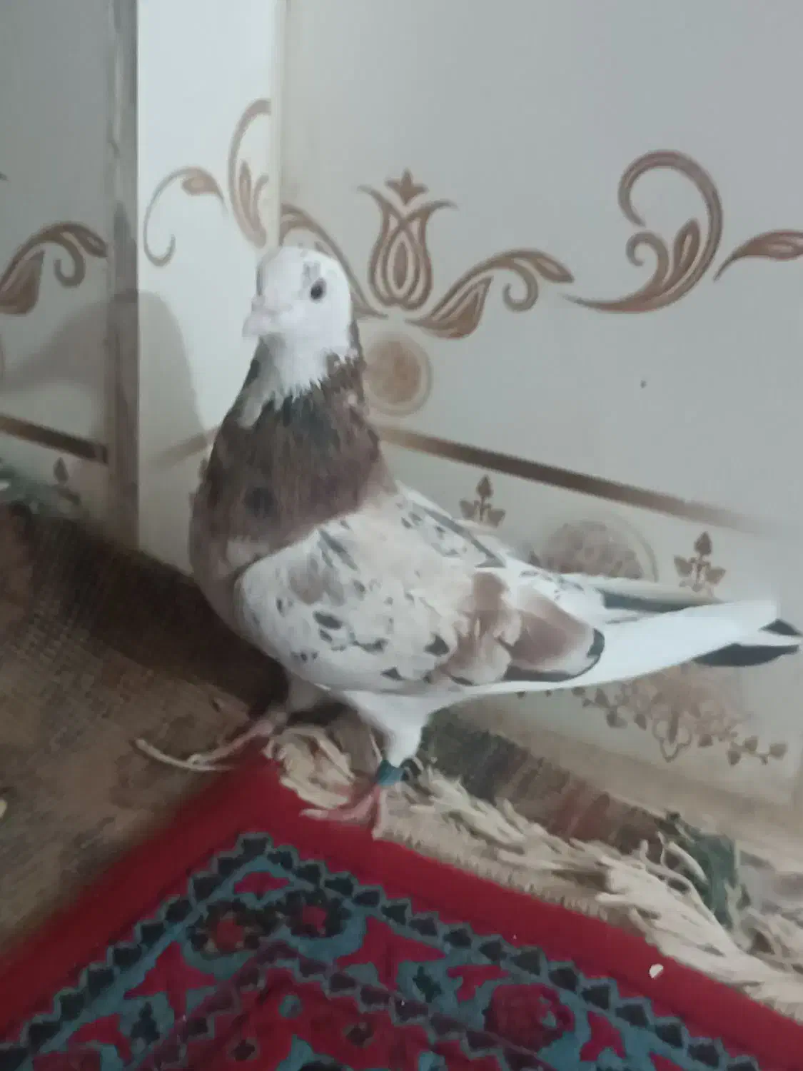 کبوتر|پرنده|زابل, |دیوار