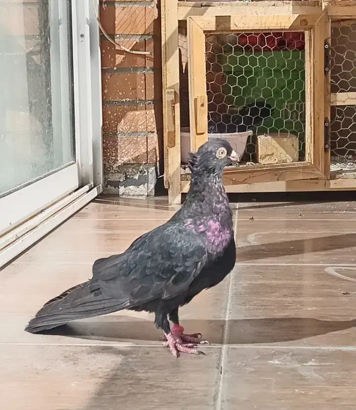 نر صرب|پرنده|خمینیشهر, |دیوار