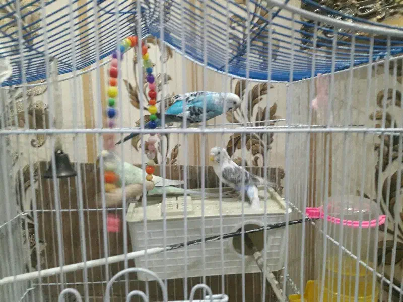 سه عدد مرغ عشق سالم|پرنده|تهران, بیسیم|دیوار