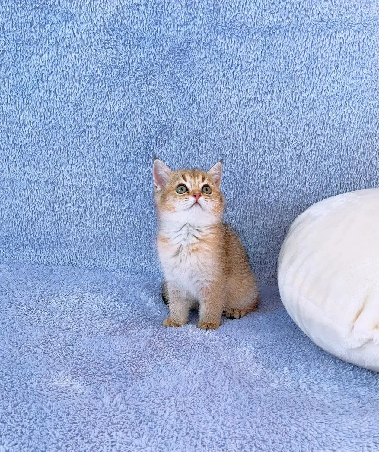 مجموعه گربه های خاص و اصیل (پرشین بریتیش اسکاتیش)|گربه|رشت, گلسار|دیوار