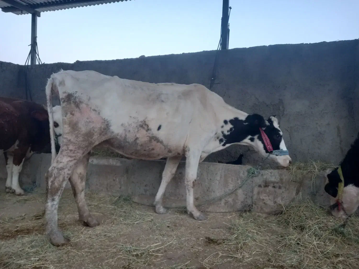 یک عدد گاو هلشتاین اصیل|حیوانات مزرعه|دره شهر, |دیوار