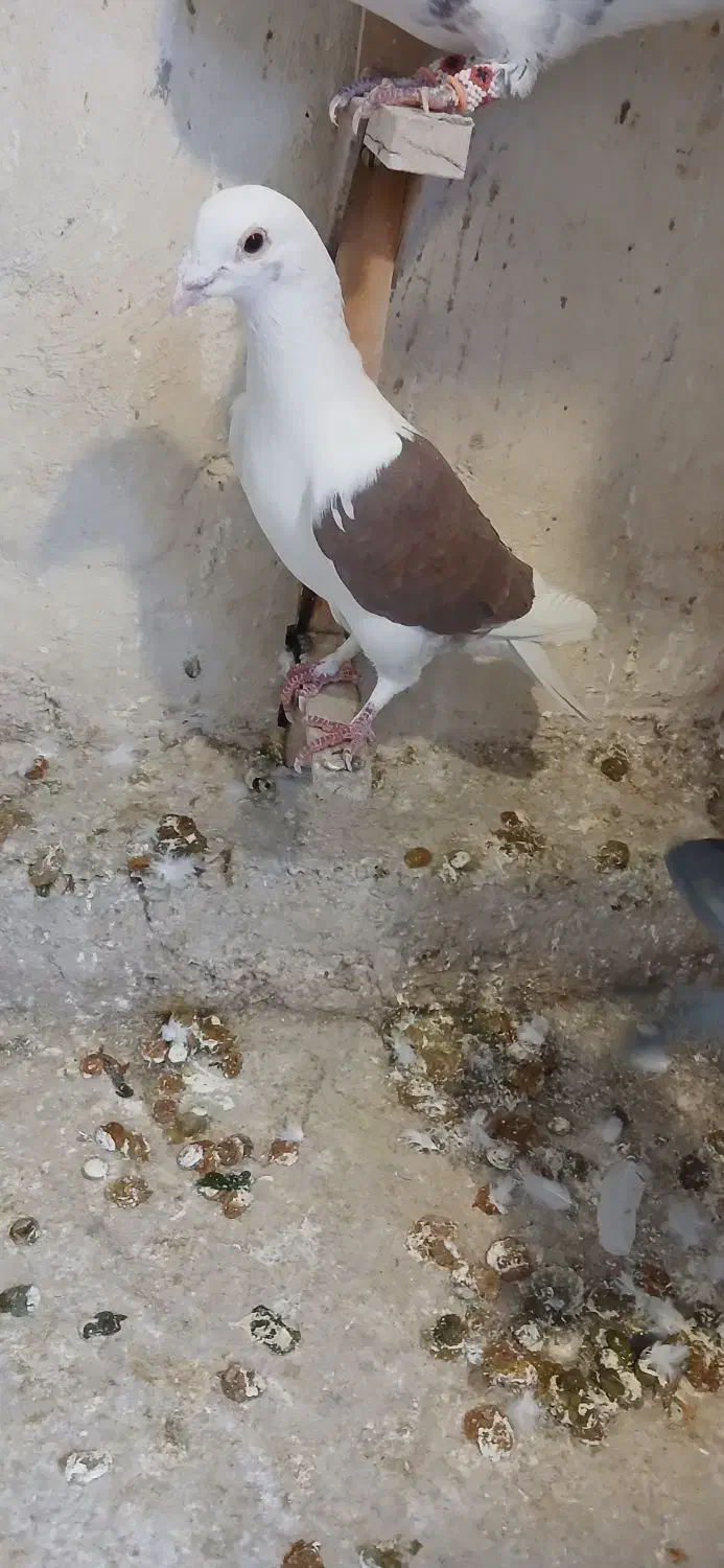 کبوتر|پرنده|مرودشت, استادیوم|دیوار