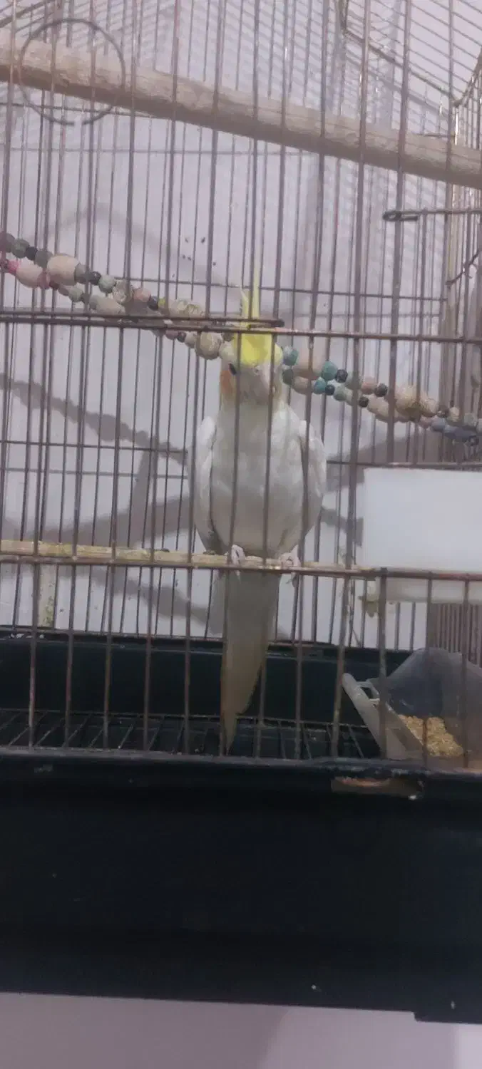 عروس هلندی نر دستی|پرنده|اسلام‌شهر, شهرک مهدیه|دیوار