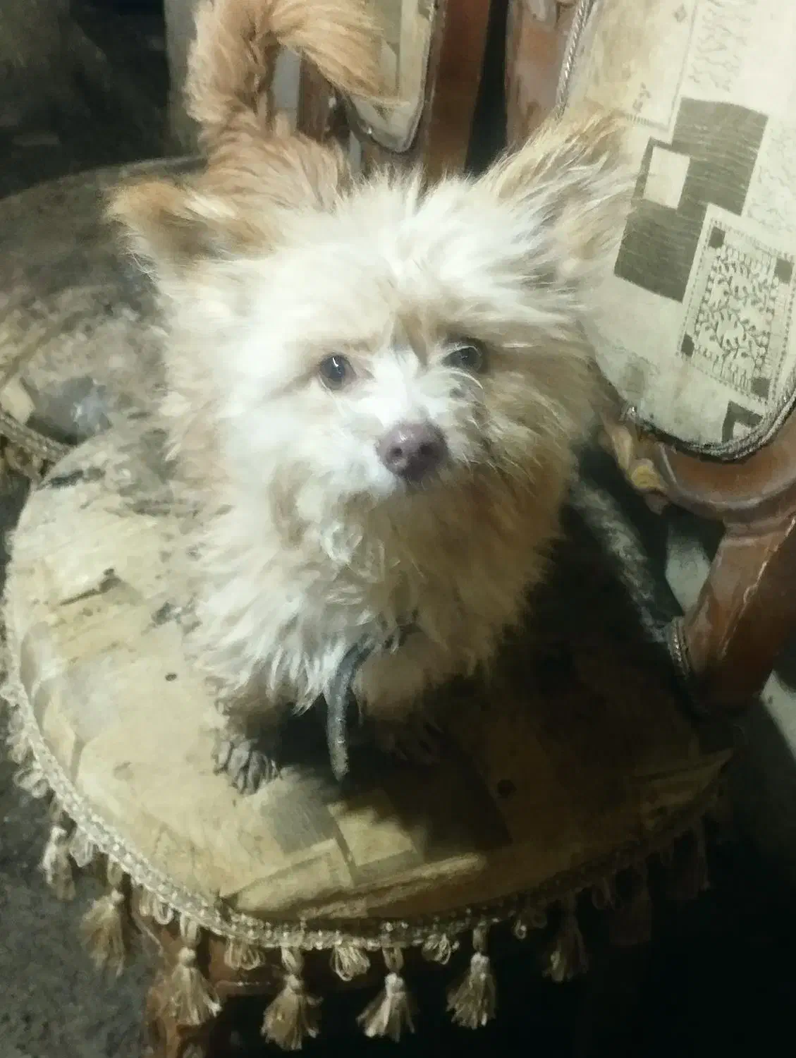 واگذاریک سگ ماده اشپیزتریر خوشگل وناز|سگ|مشهد, خلق آباد سفلی|دیوار