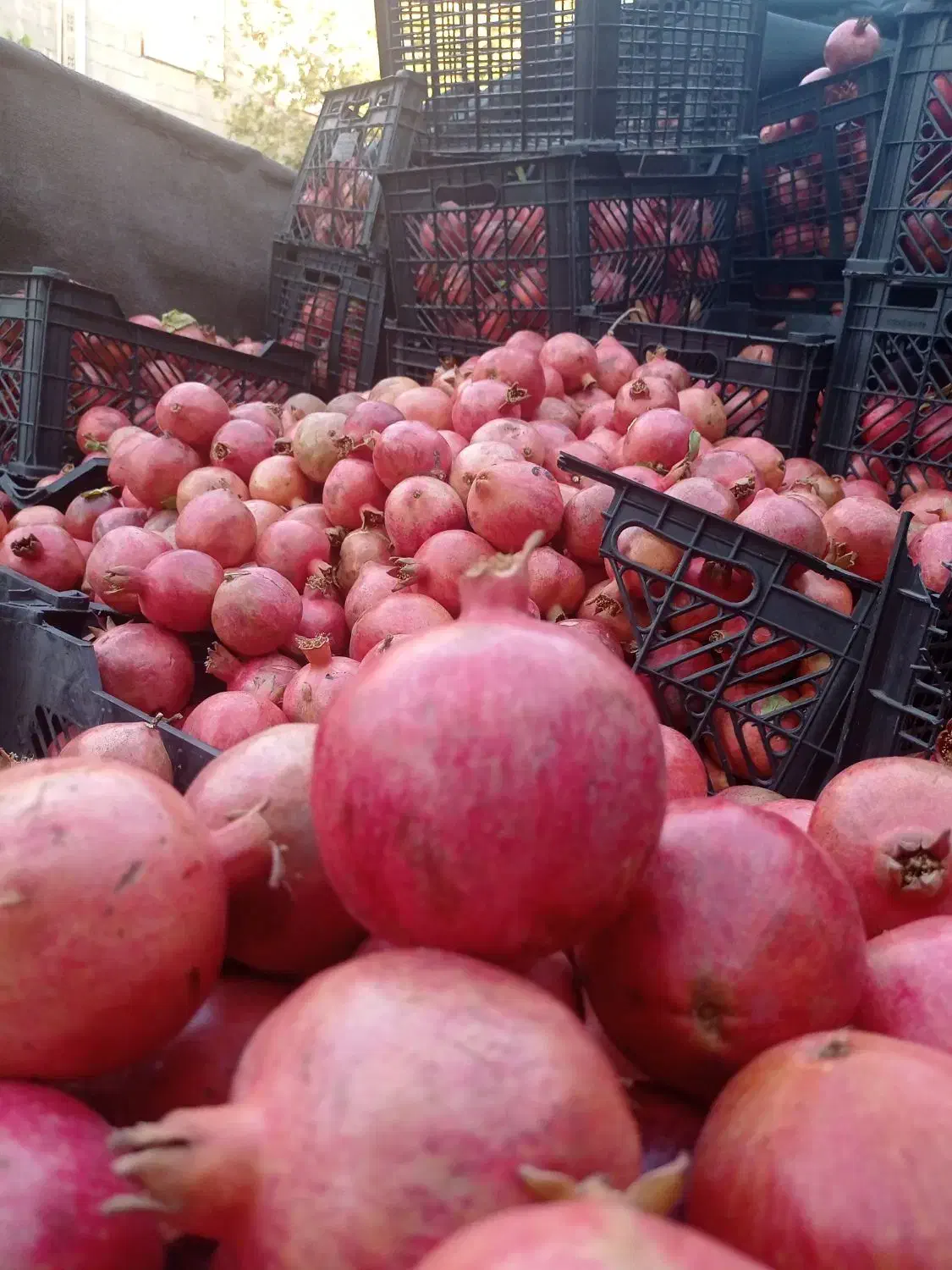 انار و آب انار سیوو|حراج|آبدانان, |دیوار