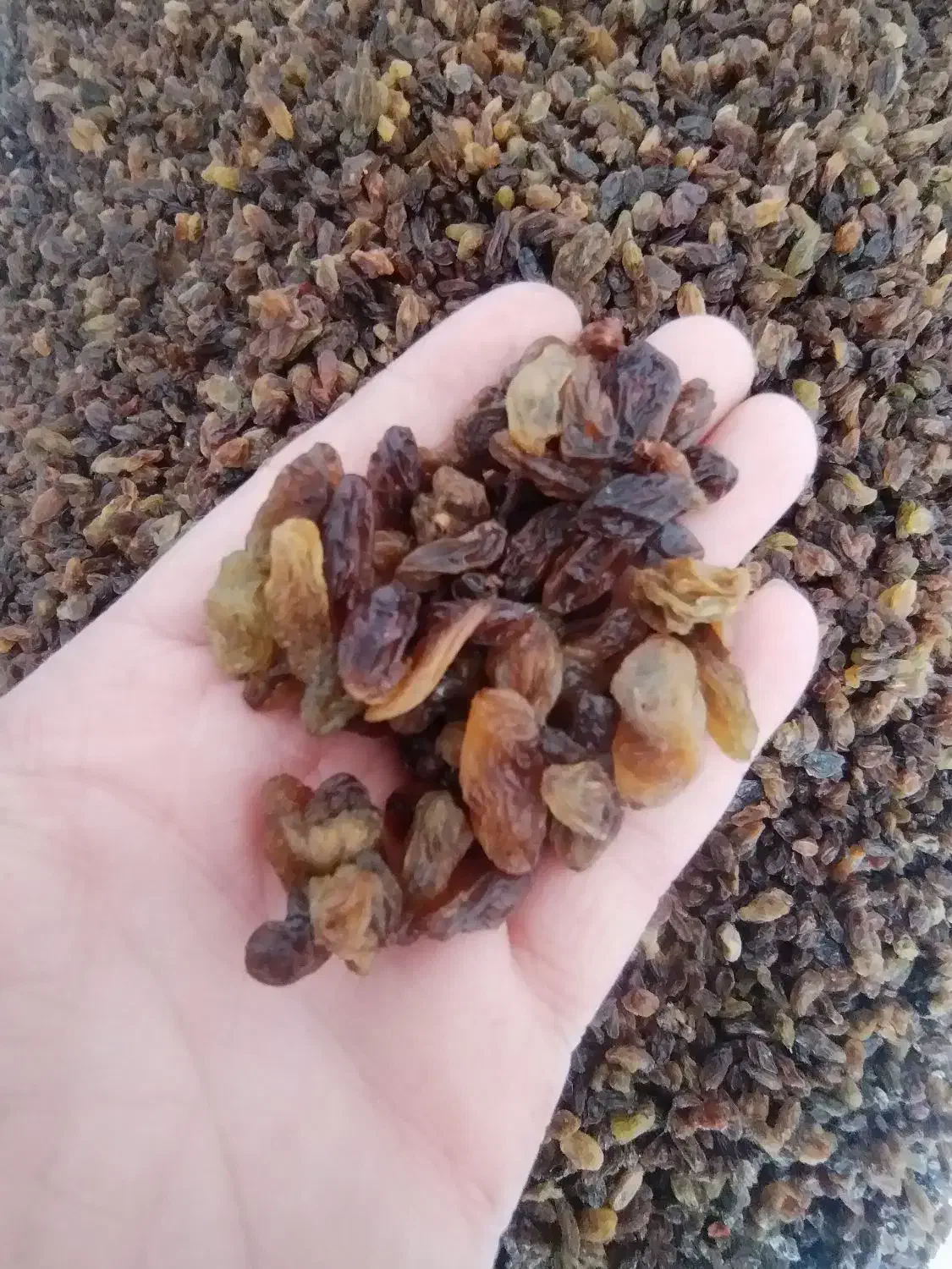 کشمش کاشمر (ارسال داریم)|خوردنی و آشامیدنی|خرمآباد (تنکابن), |دیوار