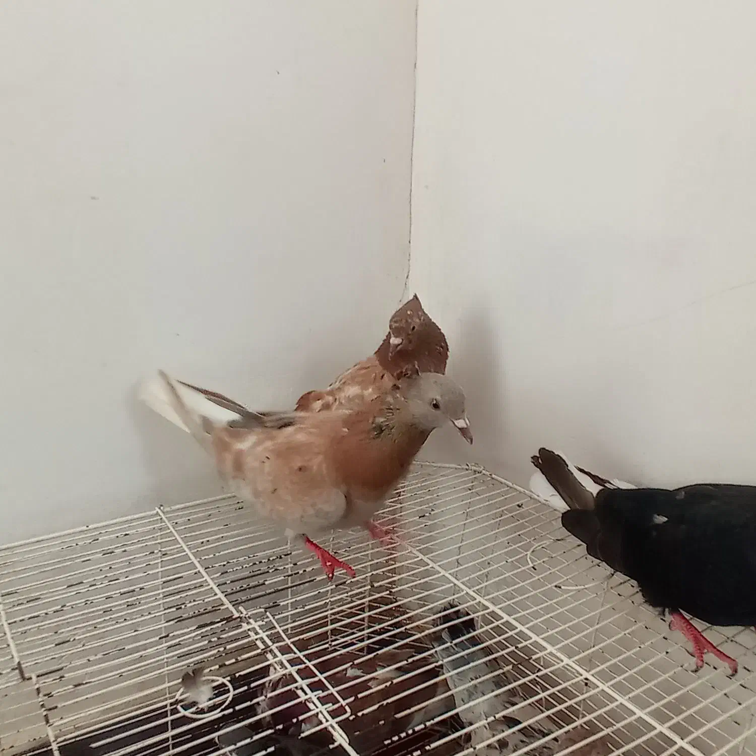 کبوتر ذاغ دم سفیدنر سه عدد سرور دم سفید ماده|پرنده|آزادشهر, |دیوار