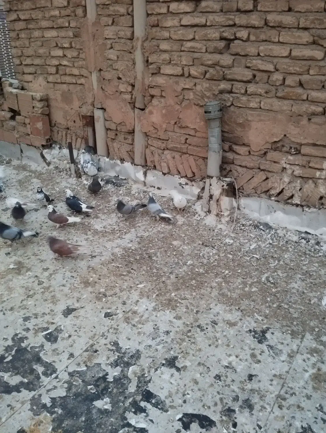 چند عدد کفتر|پرنده|پاکدشت, پاکدشت (مامازند)|دیوار