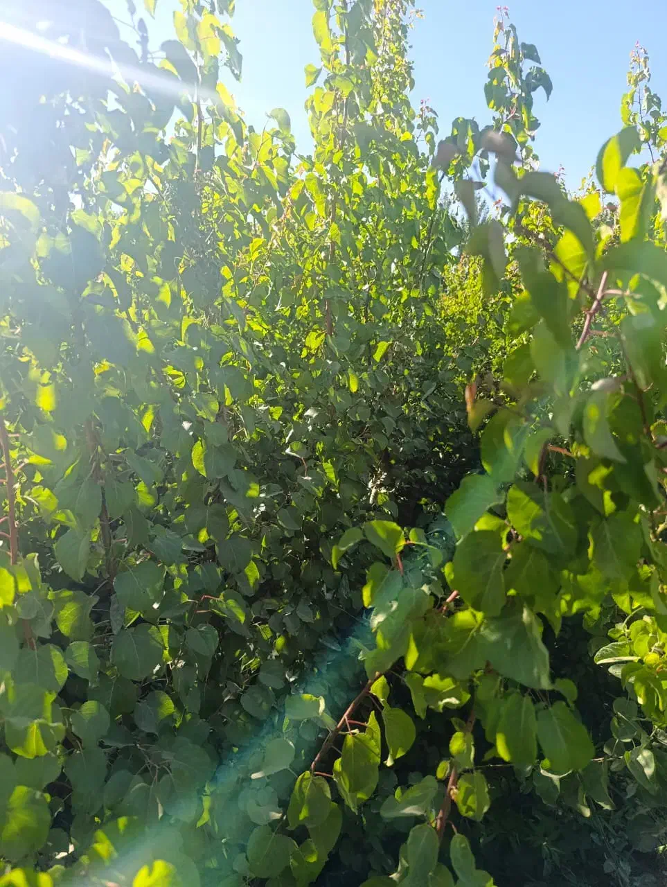 مرکز فروش نهال های اصیل|خدمات باغبانی و درختکاری|جوانرود, |دیوار