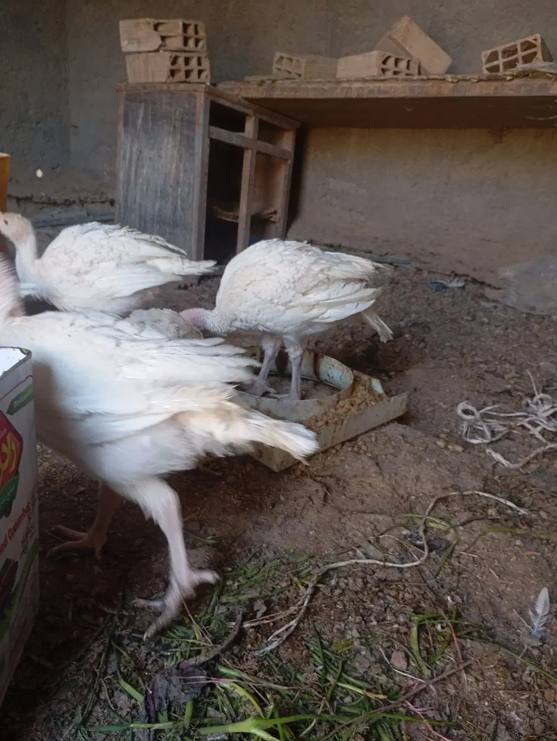 جوجه بوقلمو|حیوانات مزرعه|سمنان, |دیوار