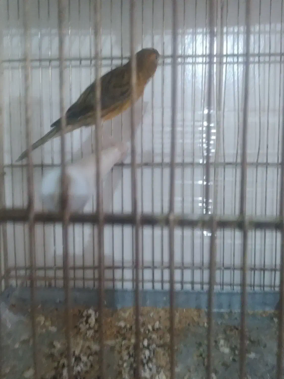 قناری|پرنده|مبارکه, |دیوار