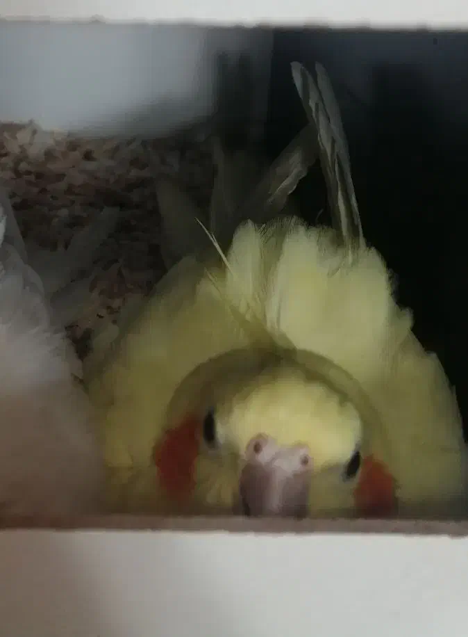 عروس هلندی، پرنده، طوطی|پرنده|تربت‌حیدریه, مظفریه|دیوار