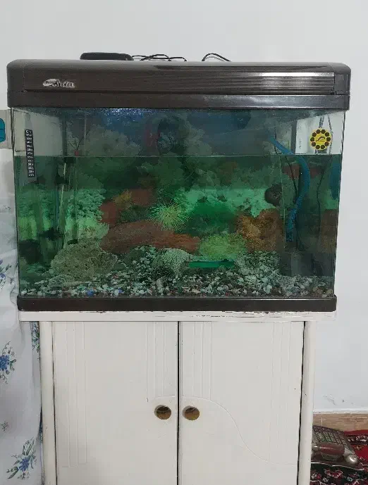 فروش  اکواریوم|ماهی|تهران, شهرک ابوذر|دیوار