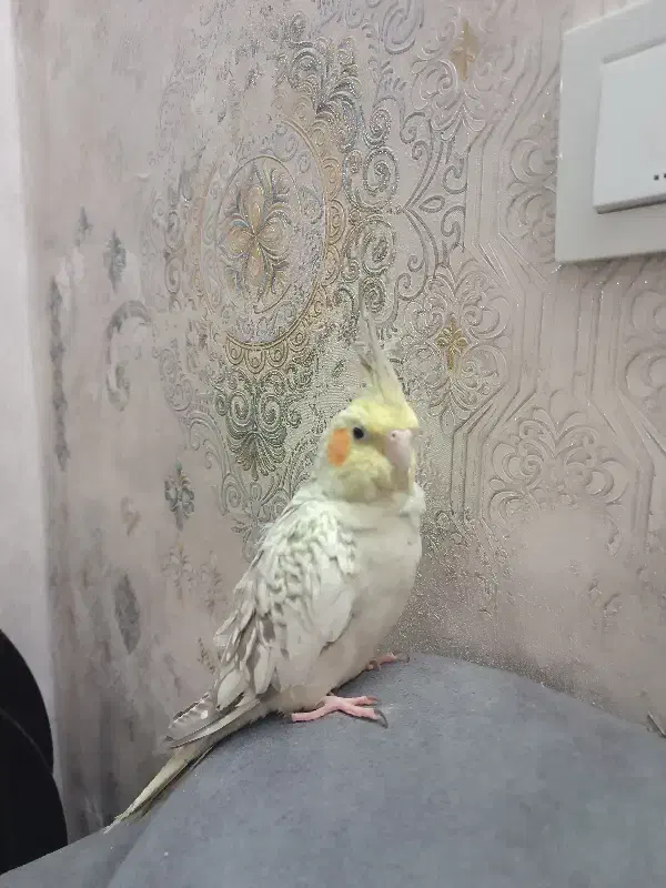 عروس هلندی جفت ومولد|پرنده|تهران, دولاب|دیوار