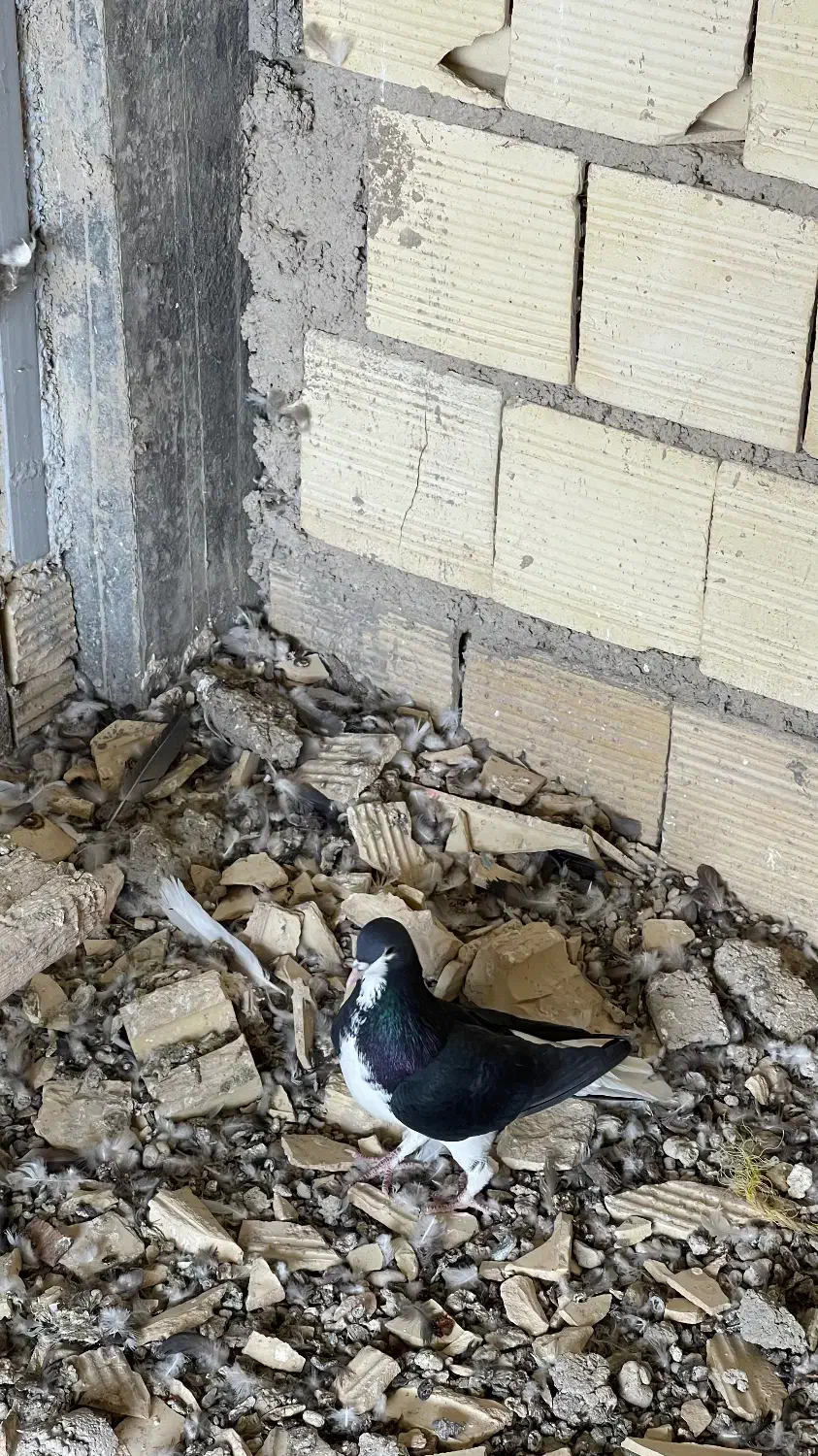 کبوتر شهری|پرنده|شیراز, شهرک والفجر|دیوار