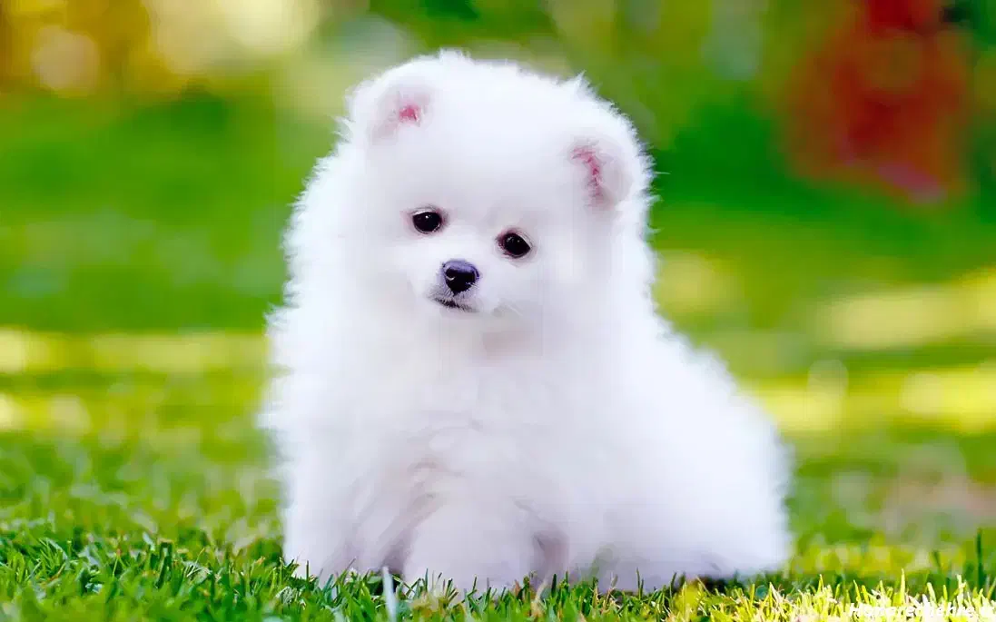 سگ نیست مخصوص خانم هایی که حیوان خانگی دوس دارن|سگ|تهران, تجریش|دیوار