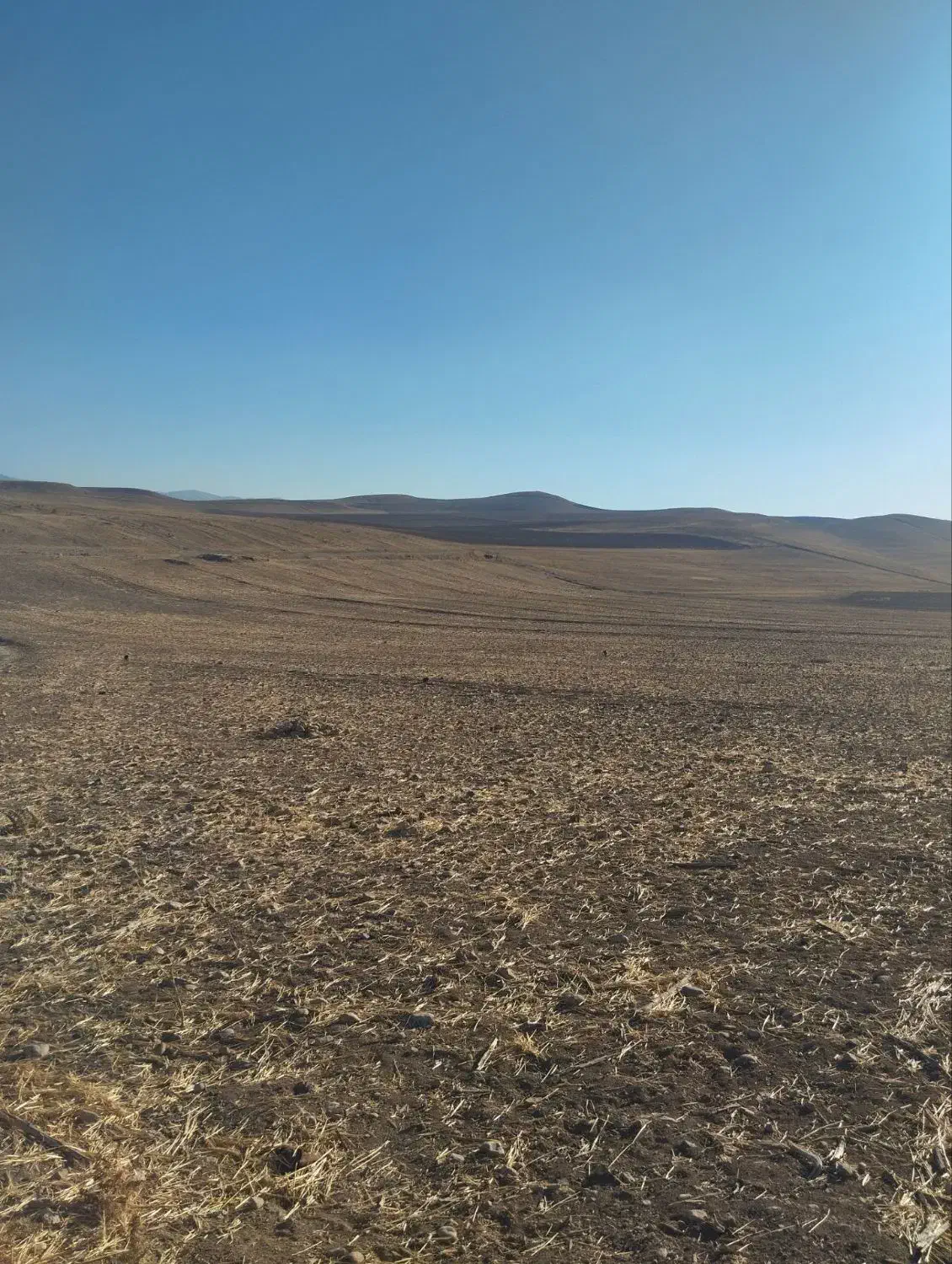 فروش2هکتار زمین کشاورزی بارانی|فروش دفتر صنعتی، کشاورزی، تجاری|محمدبار, |دیوار