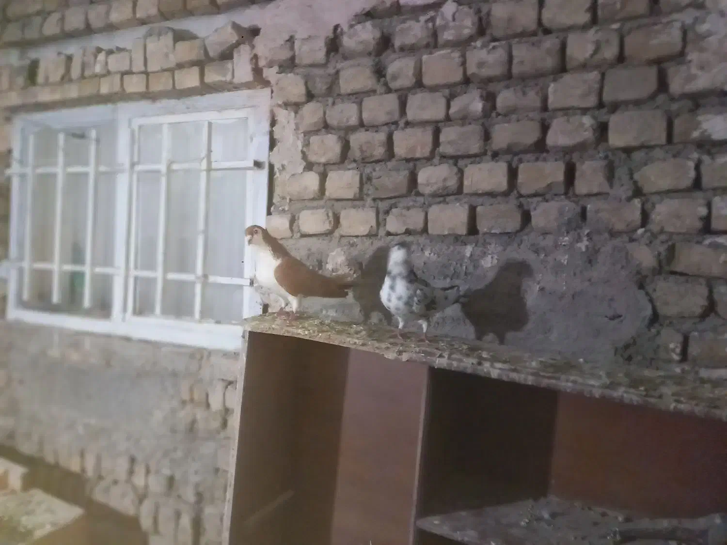 سلام چندجفت کفترجوفتگاه همه سالم به شرط تخم جوجه|پرنده|گلمکان, |دیوار