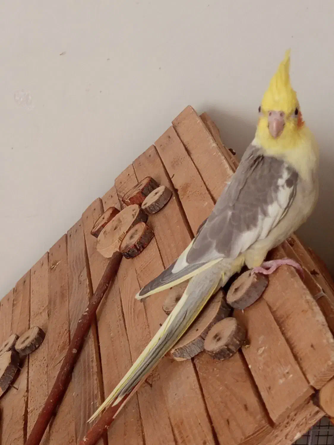 جوجه عروس هلندی|پرنده|تهران, والفجر (افسریه)|دیوار