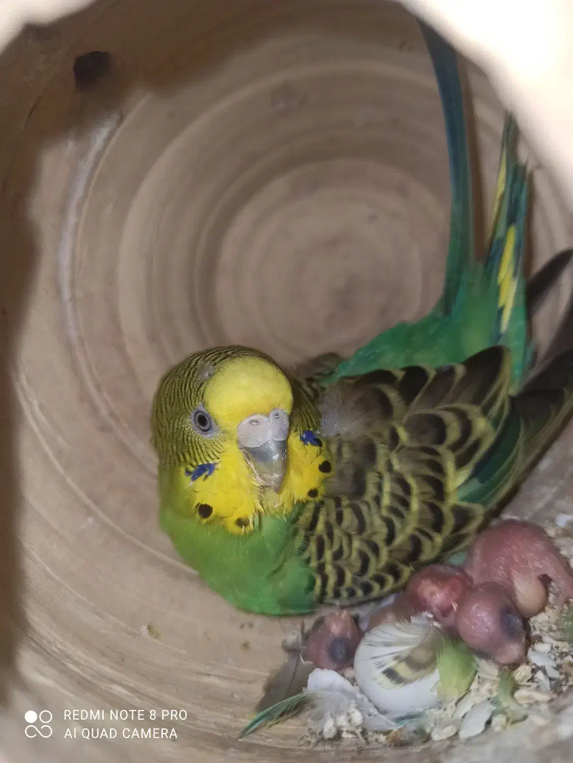 مرغ عشق باجوجه .وطوطی کوتوله|پرنده|میناب, |دیوار