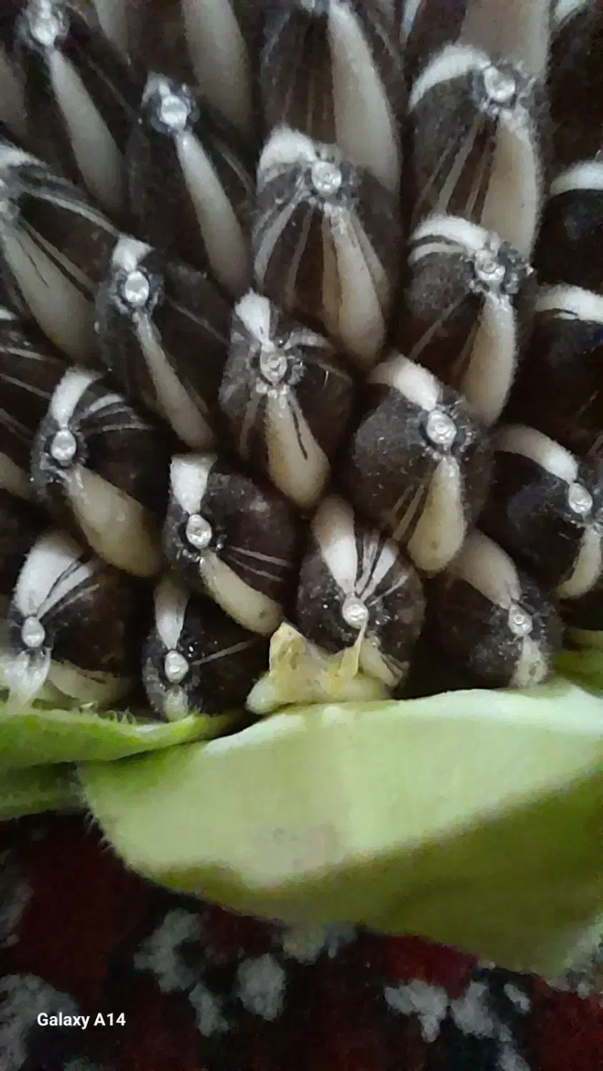 تخمه بذری مادری درشت وتخمه ریز طوطی سانان|خوردنی و آشامیدنی|قدس, شهرقدس|دیوار