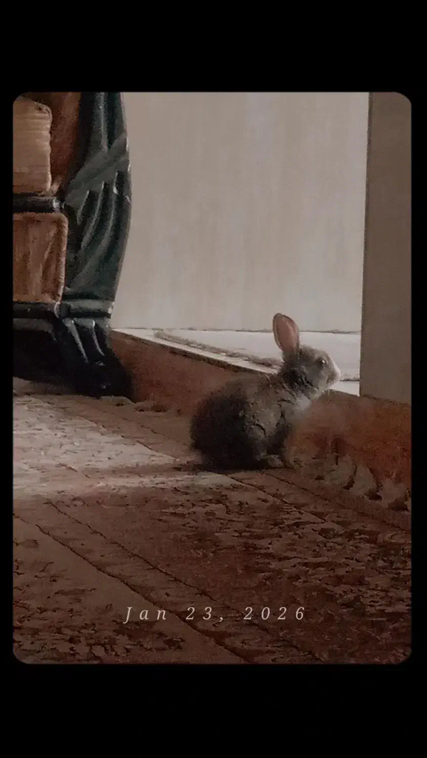 فروش خرگوش نر دوماهه|موش و خرگوش|اندیشه, شهرک مریم|دیوار