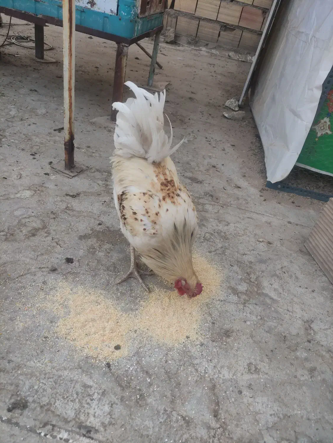 خروس چهل تاج|حیوانات مزرعه|ری, شهرک نظامی|دیوار