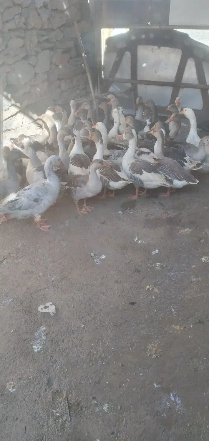 ۴۵قاز محلی|حیوانات مزرعه|مریوان, |دیوار