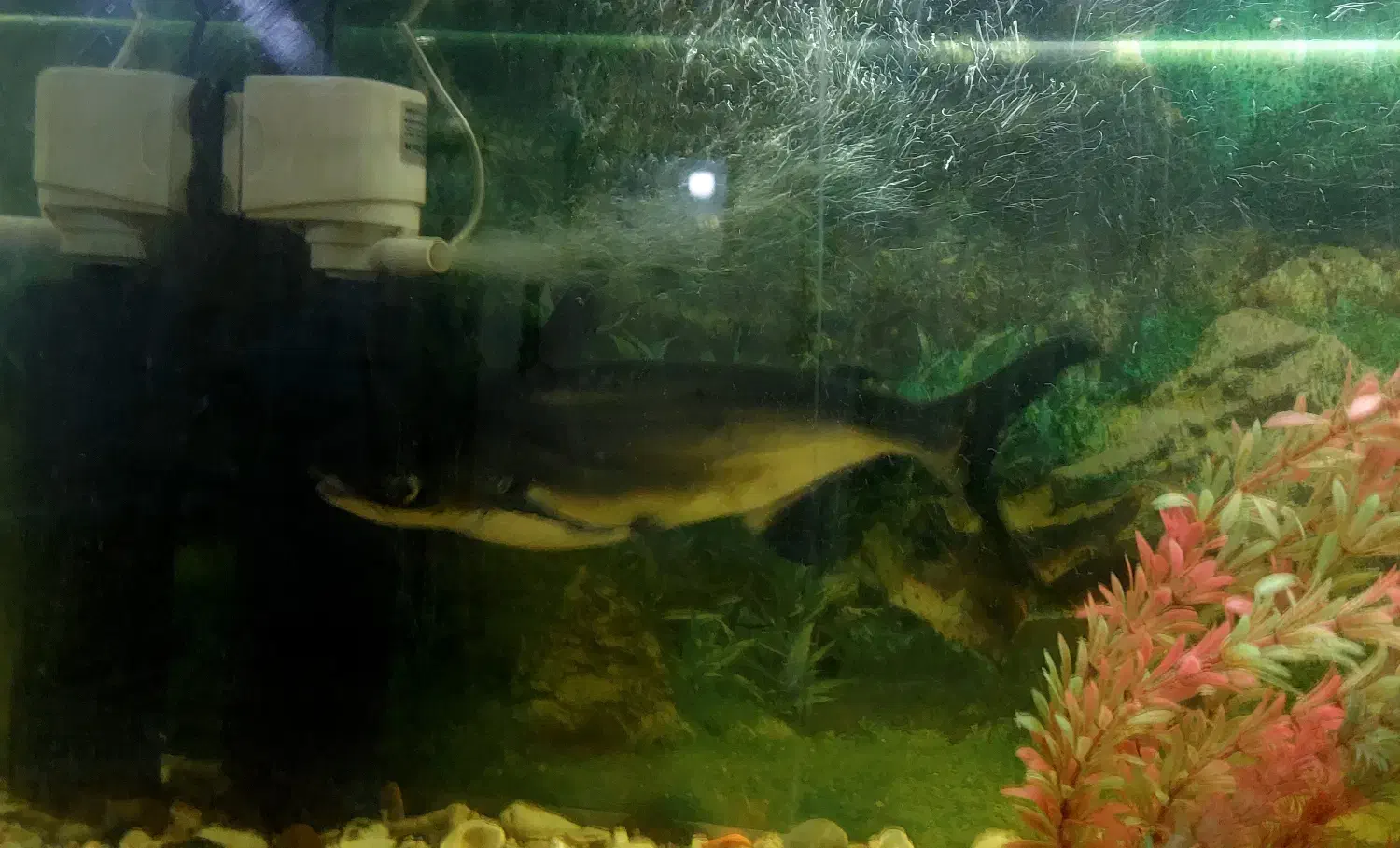 ماهی پنگوسی باله بلند|ماهی|فسا, |دیوار