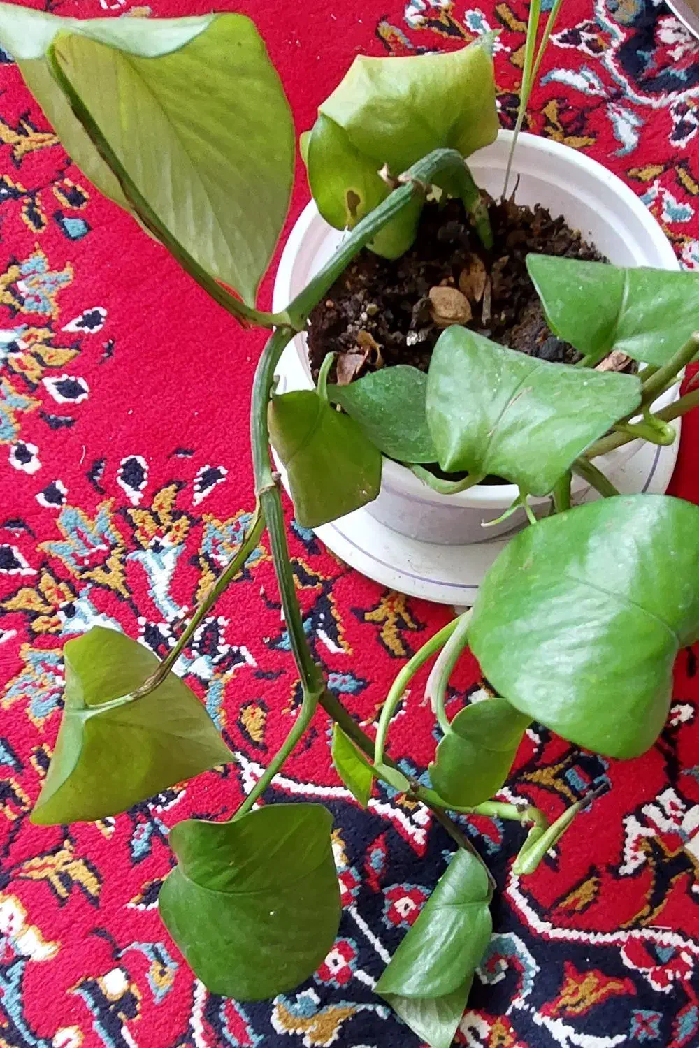 گل طبیعی|گل و گیاه طبیعی|الشتر, |دیوار