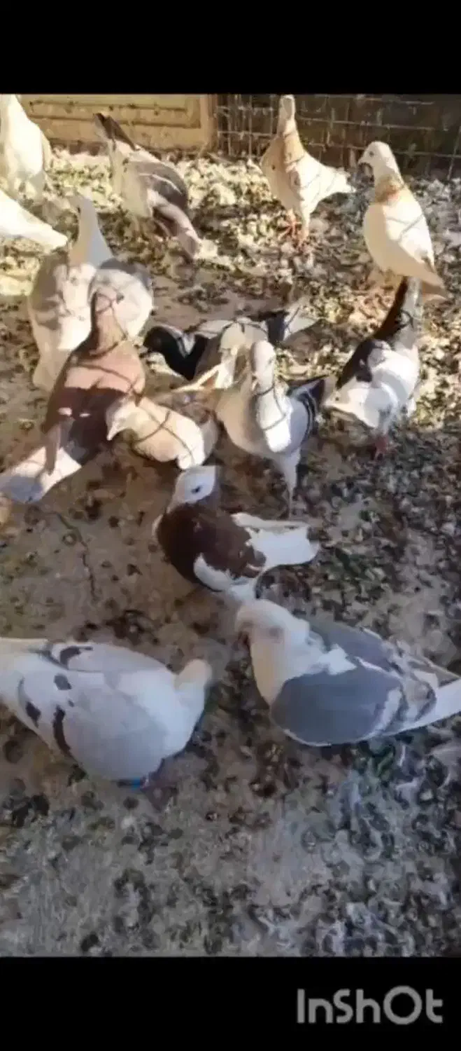 20 تا ی بوم|پرنده|قزوین, |دیوار