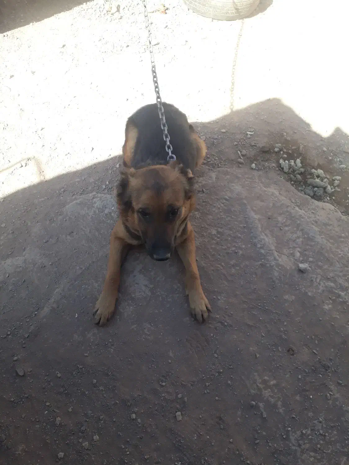 سگ ژرمن|سگ|کرمان, |دیوار