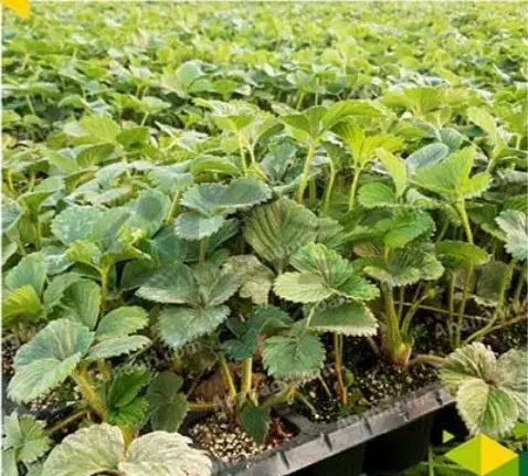 نهال توت فرنگی|گل و گیاه طبیعی|جیرفت, |دیوار