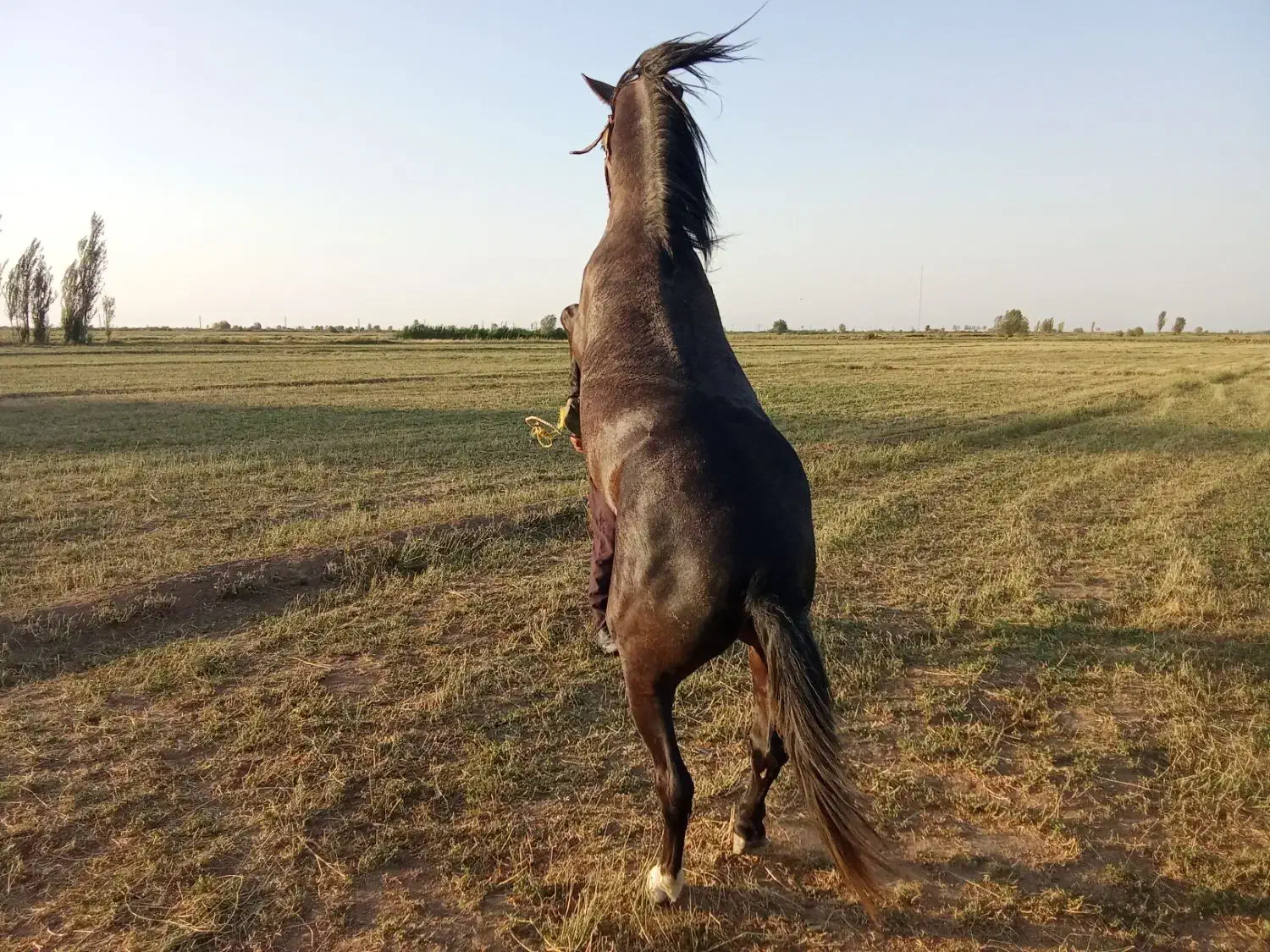 اسب‌ گرد3ساله|اسب و تجهیزات اسب‌سواری|فیروزآباد (آذربایجان), |دیوار