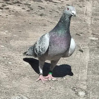 کبوتر|پرنده|ملک‌آباد, |دیوار