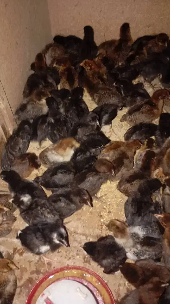 جوجه مرغ خورموج|حیوانات مزرعه|خورموج, |دیوار