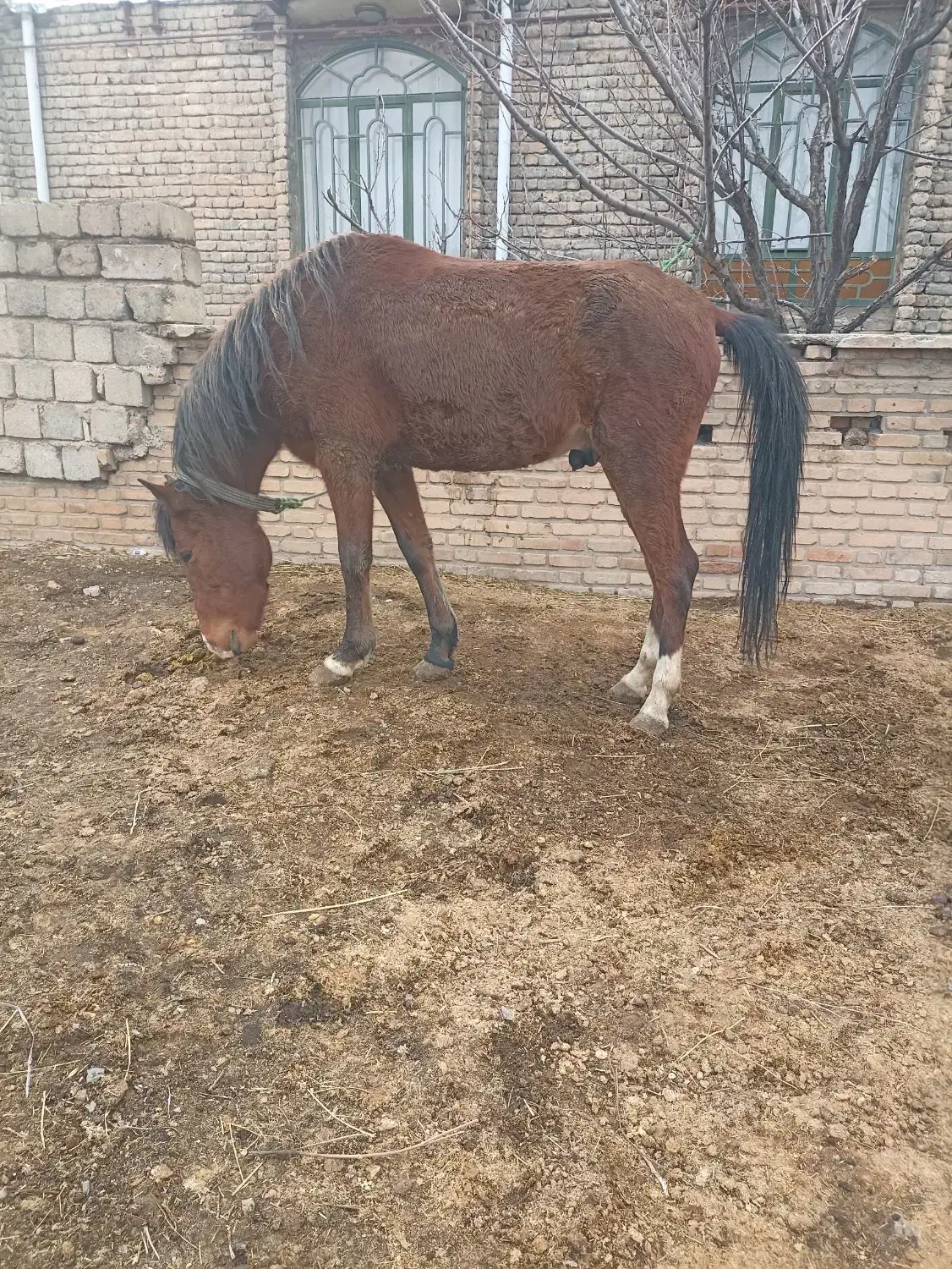 نریا ۵ ساله|اسب و تجهیزات اسب‌سواری|سیلوانه, |دیوار