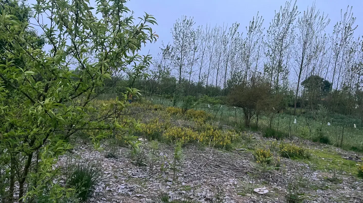 فروش زمین ۱۰۰۰ متری حومه پیربازار|فروش زمین و ملک کلنگی|رشت, بازار|دیوار