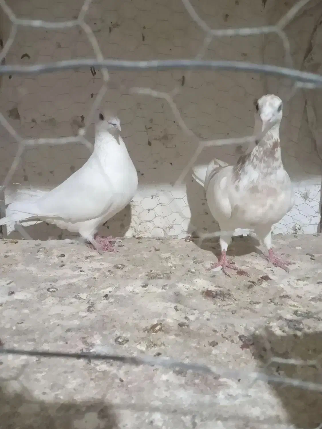 کفتریک جفت خطداربا ضمانت|پرنده|آشخانه, |دیوار